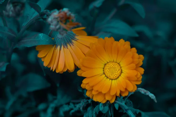 Belle Fleur Orange Fleur Calendula Jaune Vif — Photo