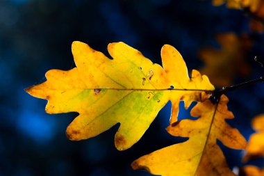 Sarı meşe yaprakları. Bir dalda sonbahar yaprakları.