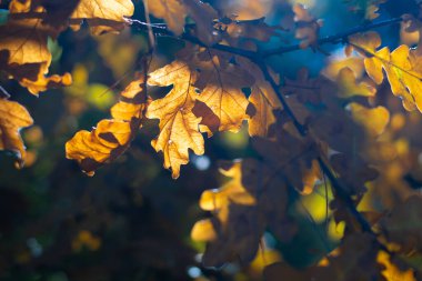 Sarı meşe yaprakları. Bir dalda sonbahar yaprakları.