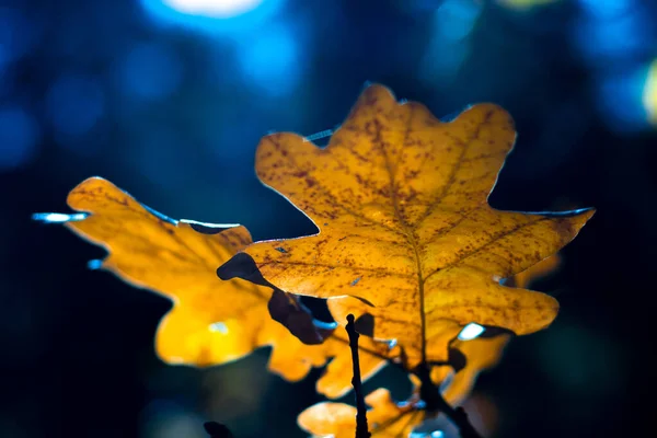 Listy Žlutého Dubu Podzimní Listí Větvi — Stock fotografie