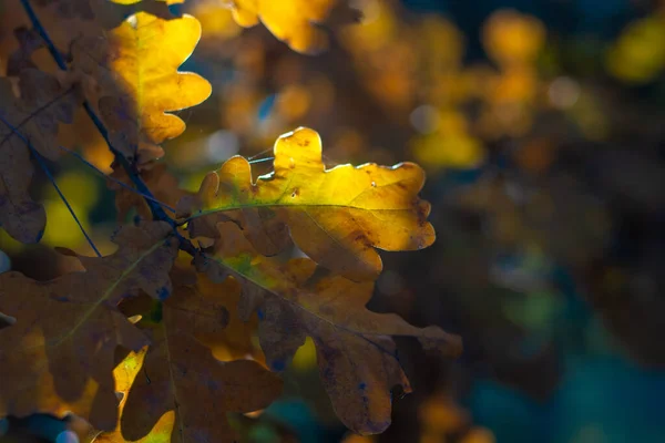 Κίτρινα Φύλλα Βελανιδιάς Φύλλα Φθινοπώρου Κλαδί — Φωτογραφία Αρχείου