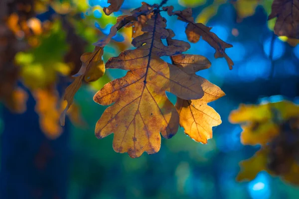 Sárga Tölgyfa Levelek Őszi Levelek Egy Ágon — Stock Fotó