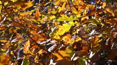 Sarı meşe yaprakları. Bir dalda sonbahar yaprakları.