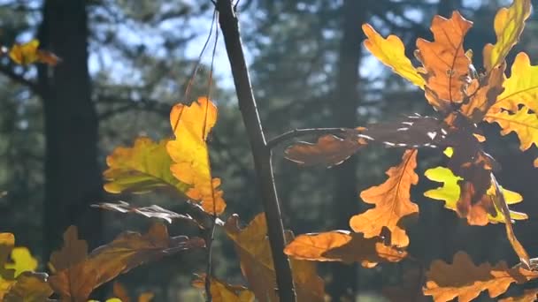 Жовте Дубове Листя Осіннє Листя Гілці — стокове відео