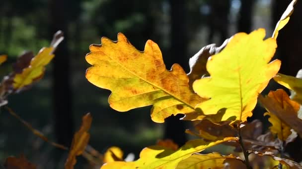 Foglie Quercia Gialla Foglie Autunno Ramo — Video Stock