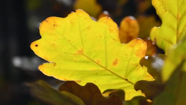 Listy Žlutého Dubu Podzimní Listí Větvi — Stock video