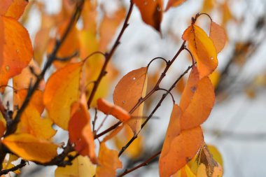 Güzel sonbahar yaprakları. Dallardaki son yapraklar