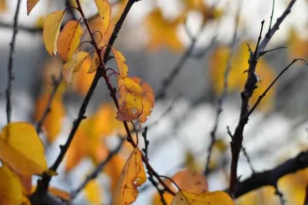 Hermosas Hojas Otoño Las Últimas Hojas Las Ramas —  Fotos de Stock