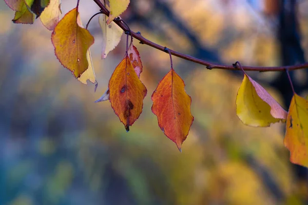 Hermosas Hojas Otoño Las Últimas Hojas Las Ramas — Foto de Stock