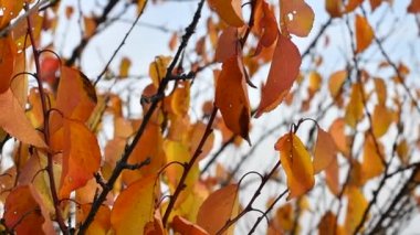 Güzel sonbahar yaprakları. Dallardaki son yapraklar