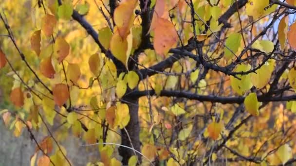 Schöne Herbstblätter Die Letzten Blätter Den Zweigen — Stockvideo