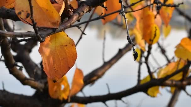 Schöne Herbstblätter Die Letzten Blätter Den Zweigen — Stockvideo