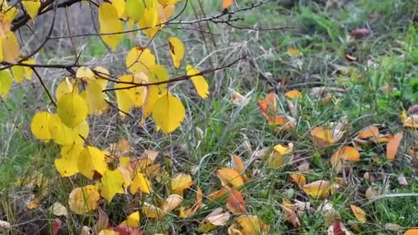 地上有许多秋天的叶子 草丛中五彩斑斓的叶子 — 图库视频影像