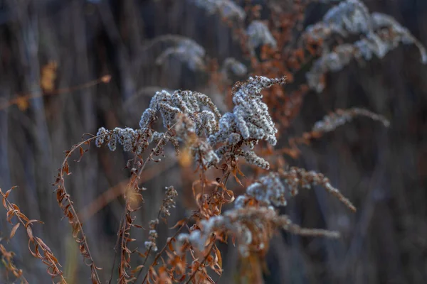 Prachtig Wit Gras Droog Bruin Gras Herfst — Stockfoto