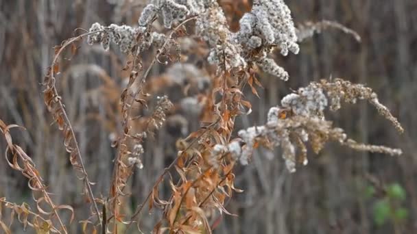 美丽的白草 秋天干枯的褐色青草 — 图库视频影像