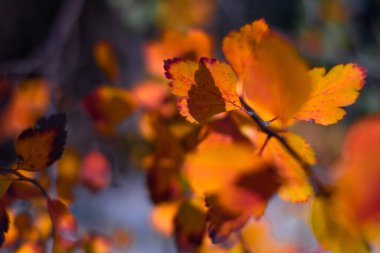çok renkli sonbahar yaprakları. Bir dalda parlak ve güzel yapraklar.