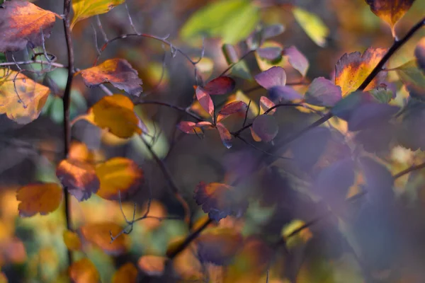 Hojas Otoño Multicolores Hojas Brillantes Hermosas Una Rama — Foto de Stock