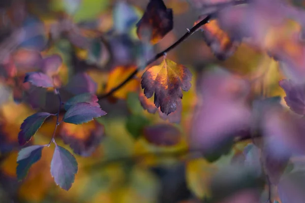 Разноцветные Осенние Листья Яркие Красивые Листья Ветке — стоковое фото