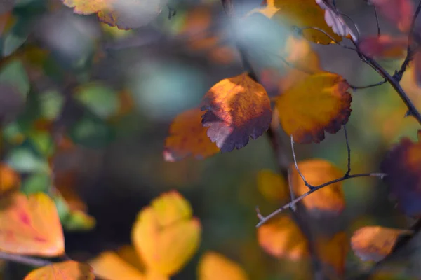 Hojas Otoño Multicolores Hojas Brillantes Hermosas Una Rama — Foto de Stock