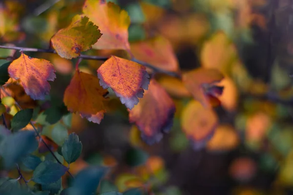 Hojas Otoño Multicolores Hojas Brillantes Hermosas Una Rama —  Fotos de Stock