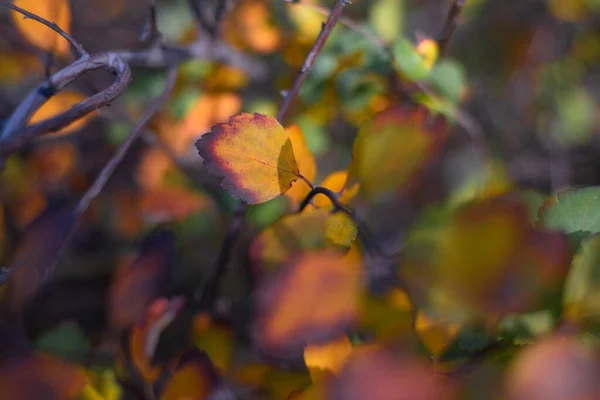 Folhas Outono Multicoloridas Folhas Brilhantes Belas Ramo — Fotografia de Stock