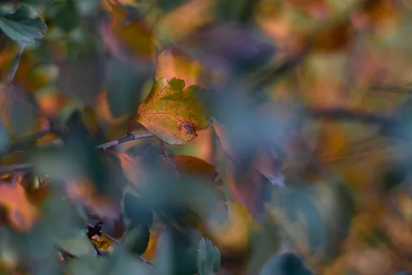 Різнокольорове Осіннє Листя Яскраве Красиве Листя Гілці — стокове фото