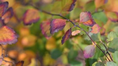 çok renkli sonbahar yaprakları. Bir dalda parlak ve güzel yapraklar.
