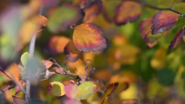 Πολύχρωμα Φθινοπωρινά Φύλλα Φωτεινά Και Όμορφα Φύλλα Ένα Κλαδί — Αρχείο Βίντεο