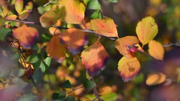 Bunte Herbstblätter Helle Und Schöne Blätter Auf Einem Zweig — Stockvideo