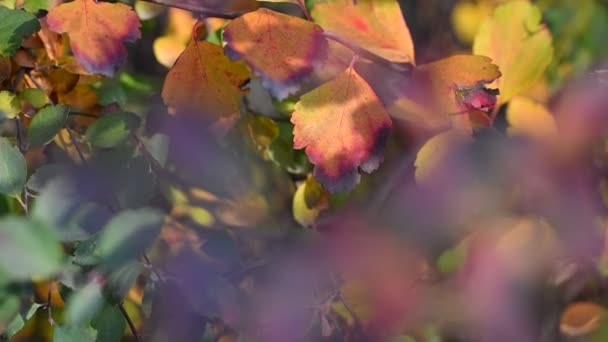 Bunte Herbstblätter Helle Und Schöne Blätter Auf Einem Zweig — Stockvideo