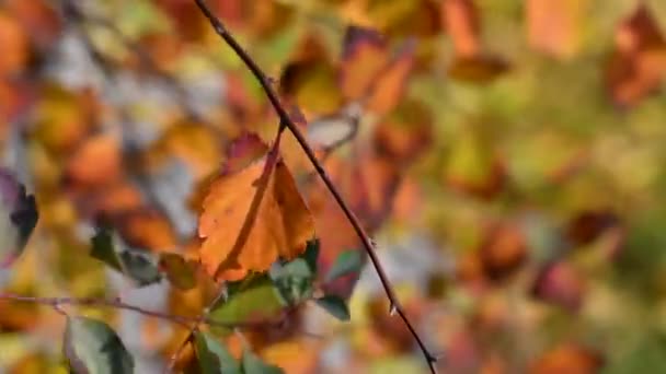 Різнокольорове Осіннє Листя Яскраве Красиве Листя Гілці — стокове відео