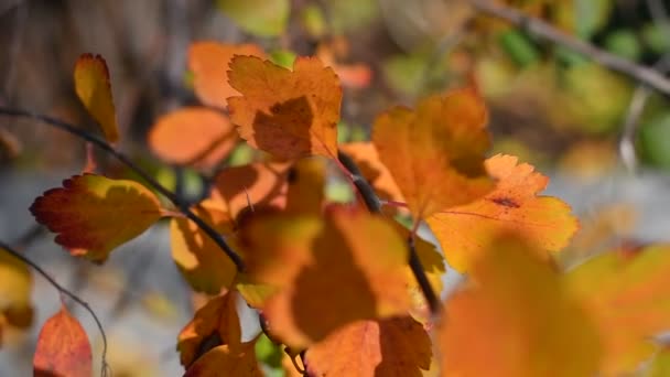 Hojas Otoño Multicolores Hojas Brillantes Hermosas Una Rama — Vídeos de Stock