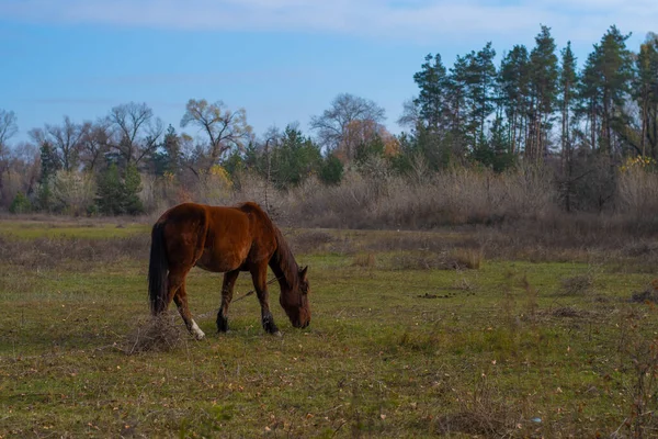 Cheval Broute Dans Prairie Gros Cheval Brun — Photo