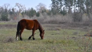 At çayırda otluyor. Büyük kahverengi at.