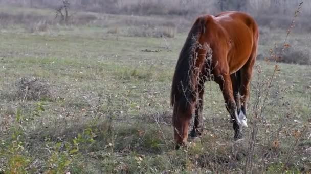 Cavalo Pastoreia Prado Grande Cavalo Castanho — Vídeo de Stock