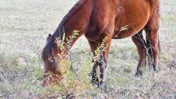 Άλογο Βόσκει Στο Λιβάδι Μεγάλο Καφέ Άλογο — Αρχείο Βίντεο