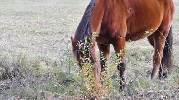 Άλογο Βόσκει Στο Λιβάδι Μεγάλο Καφέ Άλογο — Αρχείο Βίντεο