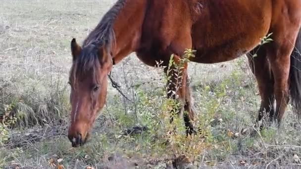 Άλογο Βόσκει Στο Λιβάδι Μεγάλο Καφέ Άλογο — Αρχείο Βίντεο