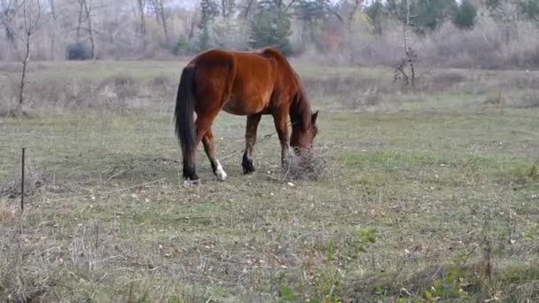 Pastos Caballos Prado Caballo Marrón Grande — Vídeo de stock