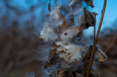 Güzel yosun tohumları. Kuru saplar ve yosun tohumları