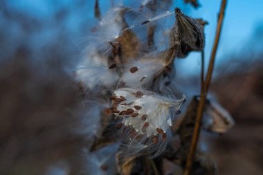 Güzel yosun tohumları. Kuru saplar ve yosun tohumları