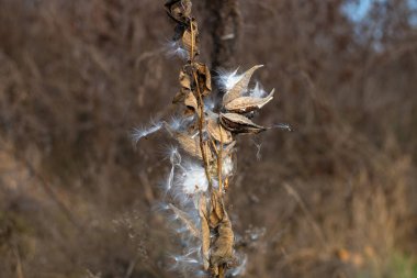 Güzel yosun tohumları. Kuru saplar ve yosun tohumları