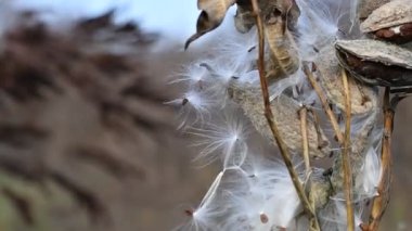 Güzel yosun tohumları. Kuru saplar ve yosun tohumları
