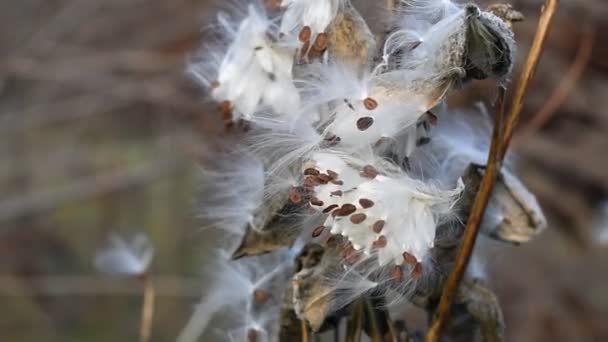 Lindas Sementes Milkweed Caules Secos Sementes Milkweed — Vídeo de Stock