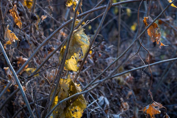 Laatste Gele Bladeren Tak Droge Herfst Wijnstok Blad — Stockfoto