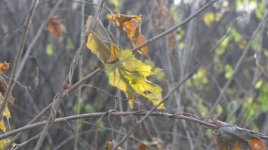 Daldaki son sarı yapraklar. kuru sonbahar asma yaprağı