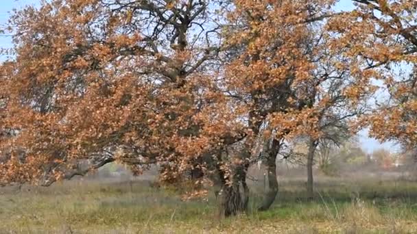 大きな秋の木 大きな古い木に黄色の葉があり — ストック動画