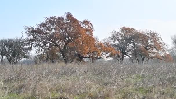 Grande Albero Autunnale Foglie Gialle Grandi Alberi Secolari — Video Stock