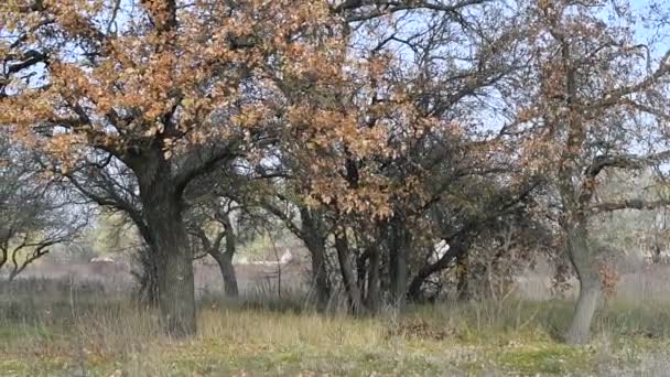 Grande Albero Autunnale Foglie Gialle Grandi Alberi Secolari — Video Stock