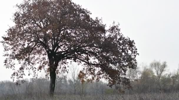 Grande Árvore Outono Folhas Amarelas Grandes Árvores Velhas — Vídeo de Stock